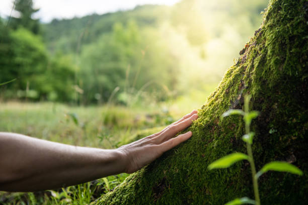 How Our Tree Care Process Works  in  Sumter, SC